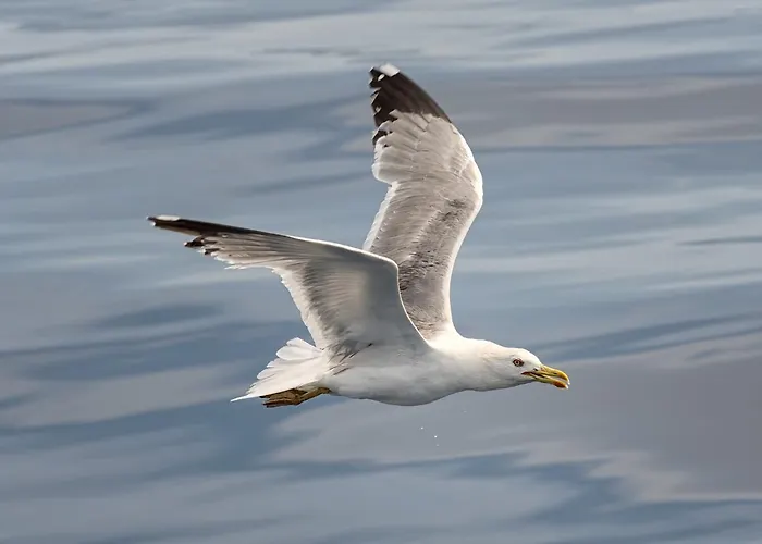 View Point Apartament Klimno