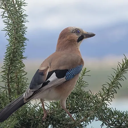 View Point شقة كليمنو