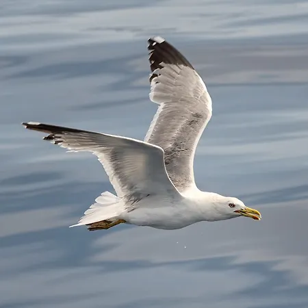 View Point شقة كليمنو