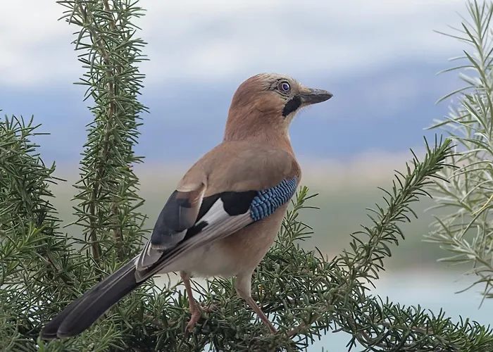 View Point Daire Klimno